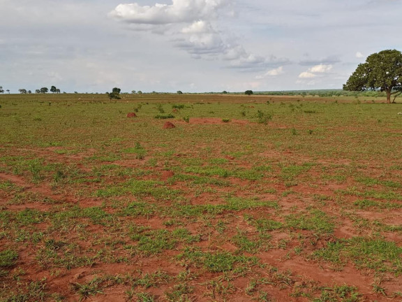 Imagem Fazenda à Venda, 2.027 m² em Rural - Campo Grande Imagem Fazenda à Venda, 2.027 m² em Rural - Campo Grande