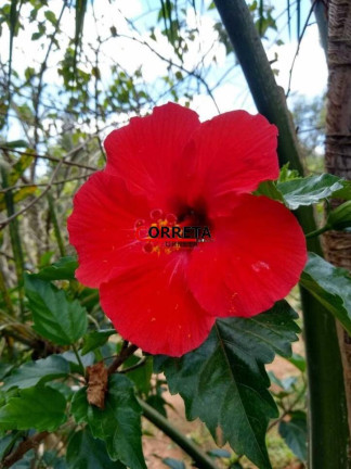 Imagem Chácara com 3 Quartos à Venda, 1.000 m² em Votorantim - Ibiúna