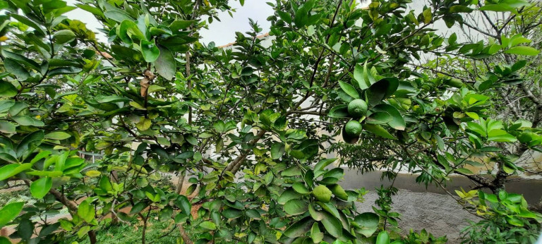 Imagem Chácara com 3 Quartos à Venda, 1.000 m² em Centro - Boituva