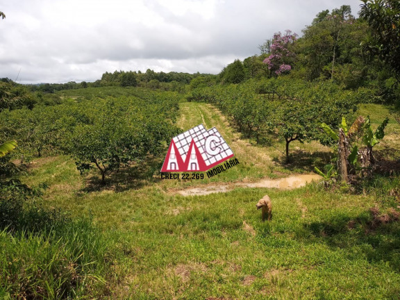 Imagem Imóvel com 3 Quartos à Venda, 310.000 m² em Vila Elvio - Piedade