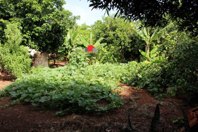 Imagem Chácara com 3 Quartos à Venda, 6 m² em Bálsamo