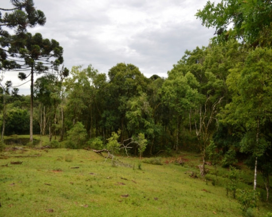 Imagem Imóvel à Venda,  em Linha Imperial - Nova Petrópolis