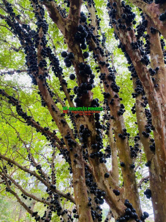 Imagem Chácara à Venda, 6 m² em área Rural De São José Dos Campos - São José Dos Campos Imagem Chácara à Venda, 6 m² em área Rural De São José Dos Campos - São José Dos Campos