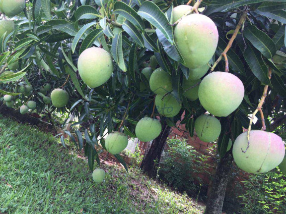 Imagem Fazenda à Venda, 3.800 m² em Vertentes Do Mamonal - Pirassununga