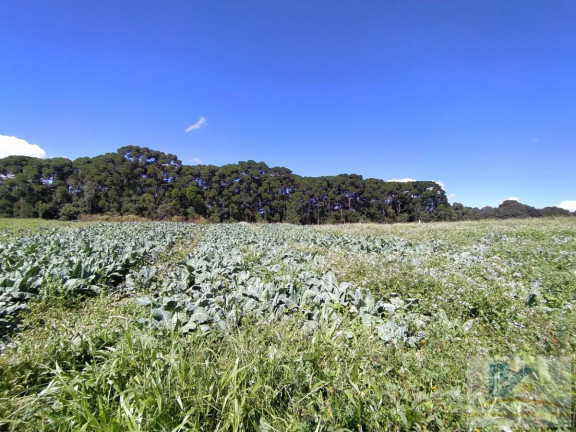 Imagem Terreno à Venda, 43.000 m² em Campo Largo Da Roseira - São José Dos Pinhais Imagem Terreno à Venda, 43.000 m² em Campo Largo Da Roseira - São José Dos Pinhais