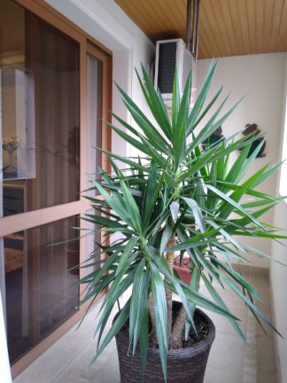 Imagem Apartamento com 4 Quartos à Venda, 260 m² em Jardim - Santo André Imagem Apartamento com 4 Quartos à Venda, 260 m² em Jardim - Santo André