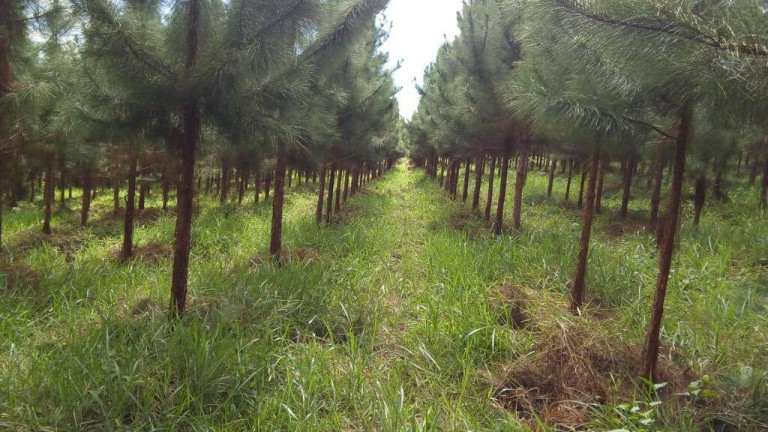 Fazenda à Venda, 3 m² em Zona Rural - Registro