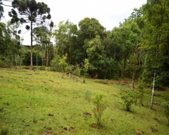 Imagem Imóvel à Venda,  em Linha Imperial - Nova Petrópolis