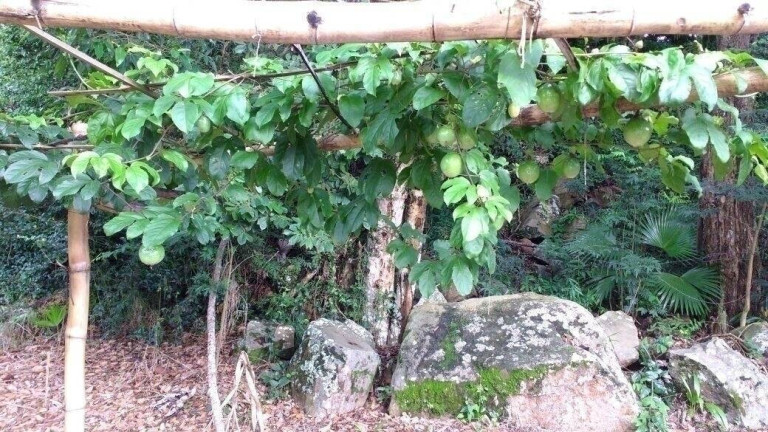 Imagem Terreno à Venda, 1 m² em Vargem Pequena - Florianópolis Imagem Terreno à Venda, 1 m² em Vargem Pequena - Florianópolis