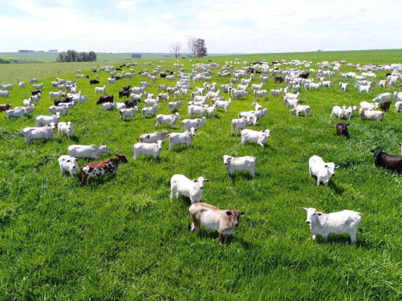 Imagem Fazenda à Venda, 632 m² em Rural - Echaporã Imagem Fazenda à Venda, 632 m² em Rural - Echaporã