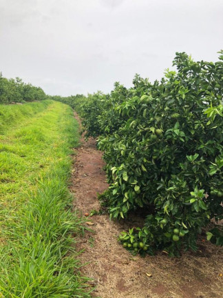 Imagem Chácara à Venda, 14 m² em Rural - águas De Santa Bárbara Imagem Chácara à Venda, 14 m² em Rural - águas De Santa Bárbara