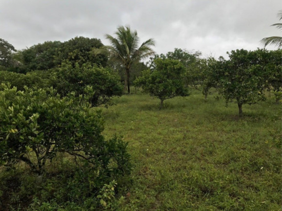 Imagem Fazenda à Venda, 29.077 m² em área Rural De Alagoinhas - Alagoinhas Imagem Fazenda à Venda, 29.077 m² em área Rural De Alagoinhas - Alagoinhas