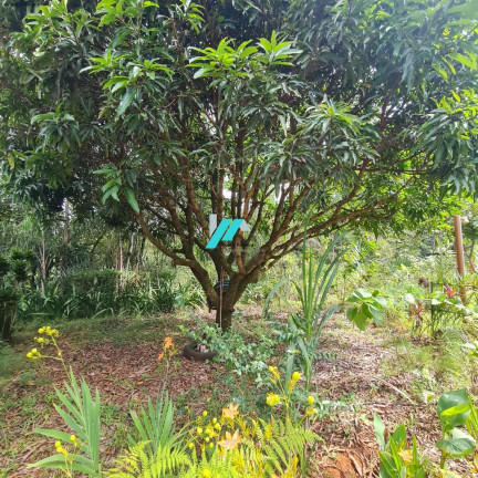Imagem Fazenda à Venda, 1.000 m² em Santa Terezinha - Itatiaiuçu Imagem Fazenda à Venda, 1.000 m² em Santa Terezinha - Itatiaiuçu