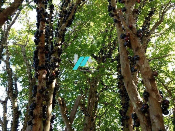 Imagem Fazenda à Venda, 7.000 m² em Caio Martins - Esmeraldas