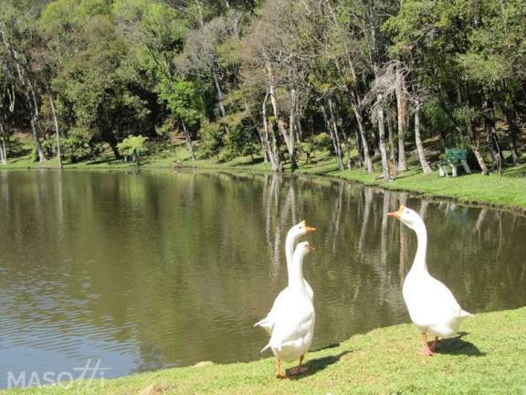 Imagem Terreno à Venda, 1.900 m² em Centro - Gramado Imagem Terreno à Venda, 1.900 m² em Centro - Gramado