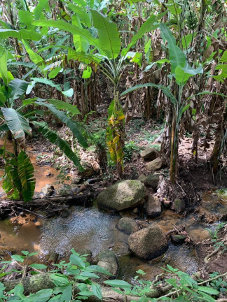 Imagem Fazenda à Venda, 5.000 m² em São Francisco - Meruoca Imagem Fazenda à Venda, 5.000 m² em São Francisco - Meruoca