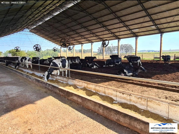 Imagem Fazenda à Venda, 80 m² em Rural - Emilianópolis