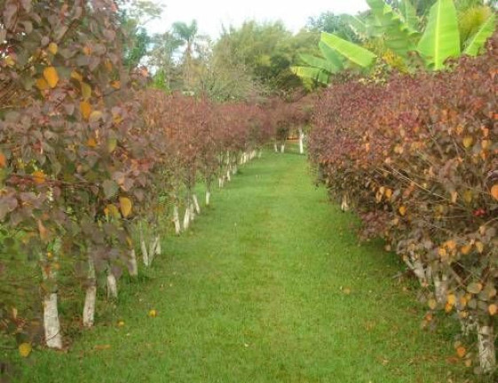 Imagem Imóvel com 5 Quartos à Venda, 300 m² em Fazenda Velha - Cesário Lange