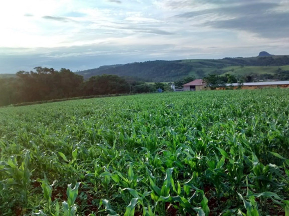 Imagem Imóvel com 2 Quartos à Venda, 96.800 m² em Rural - Japira
