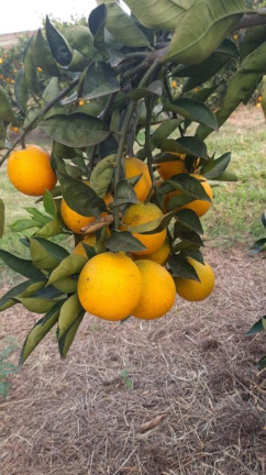 Imagem Fazenda à Venda, 66 m² em Rural - Avaré Imagem Fazenda à Venda, 66 m² em Rural - Avaré
