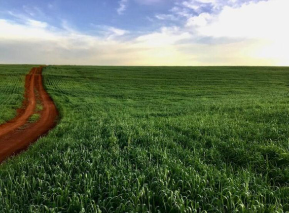 Imagem Fazenda à Venda, 813 m² em Rural - Cornélio Procópio Imagem Fazenda à Venda, 813 m² em Rural - Cornélio Procópio