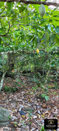 Imagem Fazenda à Venda, 8 m² em Zona Rural - Ubaitaba Imagem Fazenda à Venda, 8 m² em Zona Rural - Ubaitaba