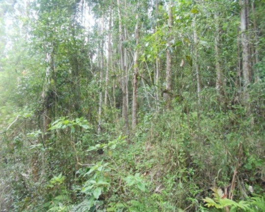 Imagem Terreno à Venda, 190.000 m² em Linha Olinda - Nova Petrópolis Imagem Terreno à Venda, 190.000 m² em Linha Olinda - Nova Petrópolis