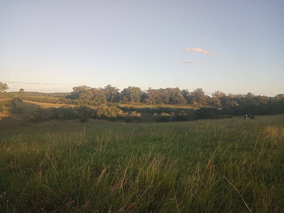 Imagem Chácara à Venda, 47.000 m² em Itapuã - Viamão Imagem Chácara à Venda, 47.000 m² em Itapuã - Viamão