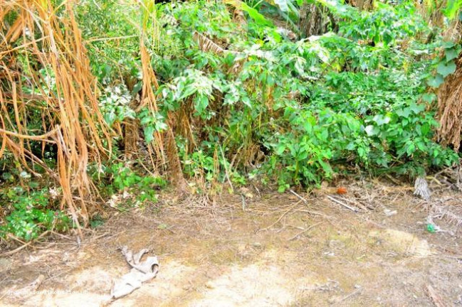 Imagem Chácara à Venda, em Bairro Chácara Vista Alegre - Cotia Imagem Chácara à Venda, em Bairro Chácara Vista Alegre - Cotia