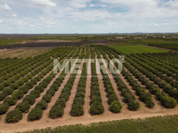 Imagem Fazenda à Venda, em área Rual - Petrolina Imagem Fazenda à Venda, em área Rual - Petrolina