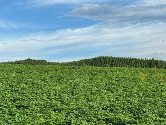 Imagem Fazenda à Venda, 240 m² em Zona Rural - Quitandinha Imagem Fazenda à Venda, 240 m² em Zona Rural - Quitandinha