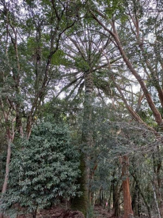 Imagem Chácara com 2 Quartos à Venda, 401 m² em Walachai - Morro Reuter