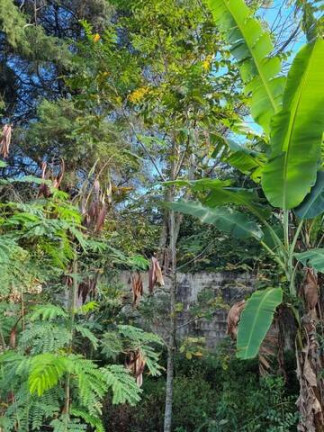 Imagem Chácara com 3 Quartos à Venda, 2.000 m² em Ciriaco - Piedade