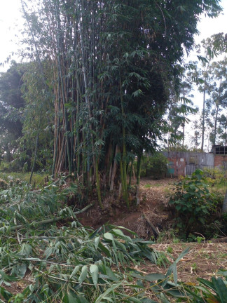 Imagem Imóvel à Venda, 5.000 m² em Vila Aparecida - Suzano Imagem Imóvel à Venda, 5.000 m² em Vila Aparecida - Suzano