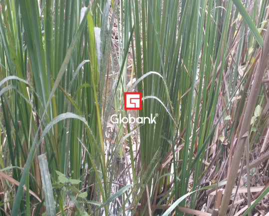 Imagem Imóvel à Venda, em Fazenda Gameleira - Montes Claros Imagem Imóvel à Venda, em Fazenda Gameleira - Montes Claros