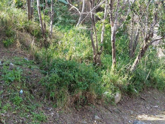 Imagem Terreno à Venda, 480 m² em Saco Grande - Florianópolis Imagem Terreno à Venda, 480 m² em Saco Grande - Florianópolis