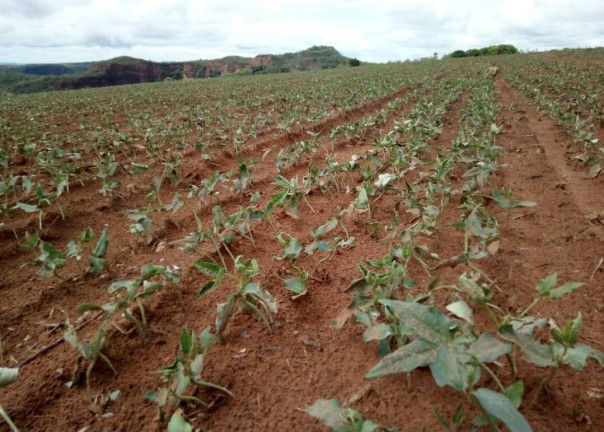 Imagem Fazenda à Venda,  em Poxoréo