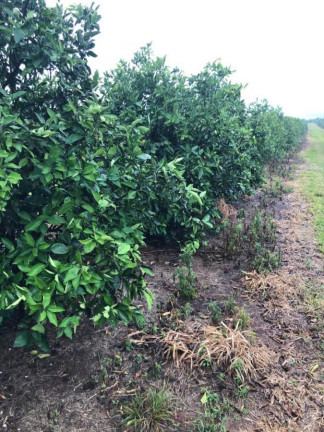 Imagem Chácara à Venda, 14 m² em Rural - águas De Santa Bárbara Imagem Chácara à Venda, 14 m² em Rural - águas De Santa Bárbara