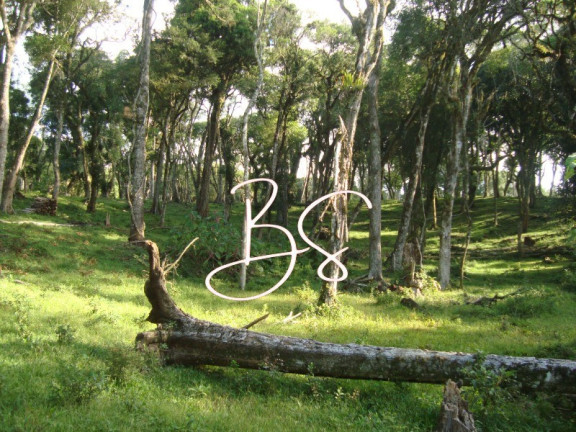 Imagem Terreno à Venda, 50.000 m² em Linha Bonita - Gramado Imagem Terreno à Venda, 50.000 m² em Linha Bonita - Gramado