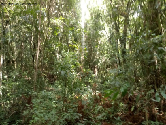 Imagem Terreno à Venda, 225.000 m² em Arroio Paixão - Nova Petrópolis Imagem Terreno à Venda, 225.000 m² em Arroio Paixão - Nova Petrópolis