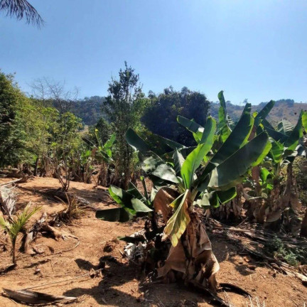Imagem Chácara à Venda, 6.000 m²
