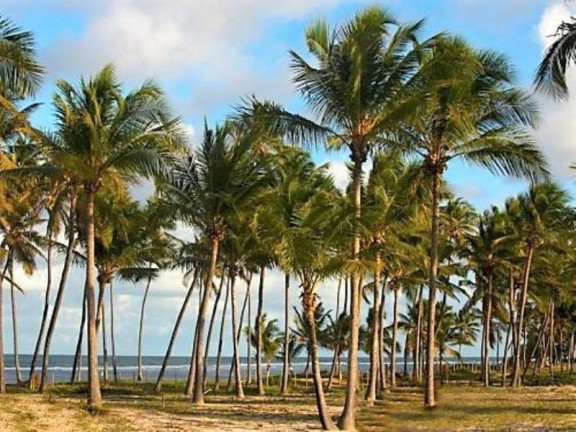 Imagem Terreno à Venda, 700 m² em Praia Do Forte - Mata De São João Imagem Terreno à Venda, 700 m² em Praia Do Forte - Mata De São João