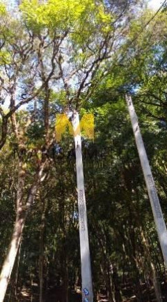 Chácara à Venda, 7.000 m² em Vila Franca - Piraquara