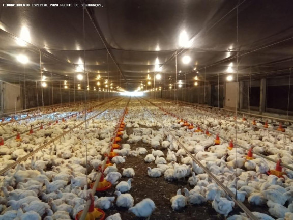 Imagem Chácara com 4 Quartos à Venda, 70.180 m² em Zona Rural - Flórida Imagem Chácara com 4 Quartos à Venda, 70.180 m² em Zona Rural - Flórida