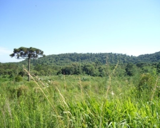 Imagem Terreno à Venda, 4 m² em Morro Da Fome - Nova Petrópolis Imagem Terreno à Venda, 4 m² em Morro Da Fome - Nova Petrópolis
