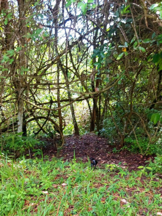 Imagem Chácara com 3 Quartos à Venda, 240 m² em Zona Rural - Goiânia