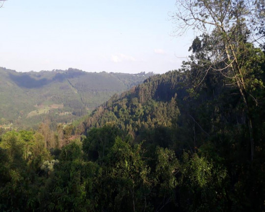 Imagem Imóvel à Venda, em Linha Olinda - Nova Petrópolis Imagem Imóvel à Venda, em Linha Olinda - Nova Petrópolis