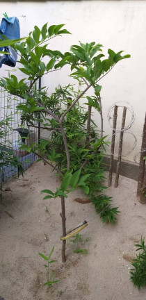 Imagem Casa com 5 Quartos à Venda, 375 m² em Peró - Cabo Frio Imagem Casa com 5 Quartos à Venda, 375 m² em Peró - Cabo Frio