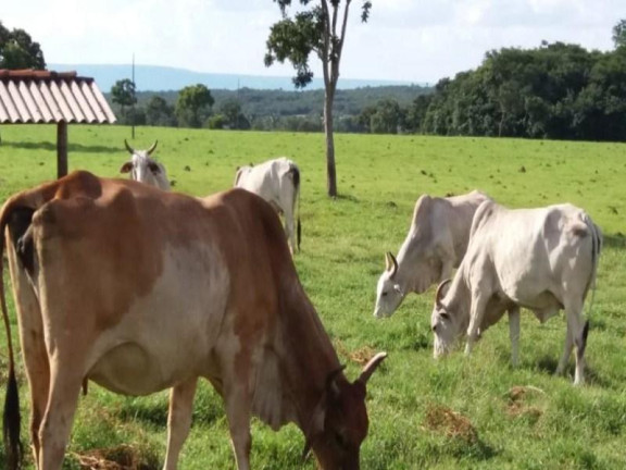 Imagem Fazenda à Venda, 3.700.000 m² em Zona Rural - Acorizal