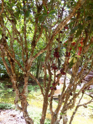Imagem Imóvel com 2 Quartos à Venda, 87.670 m² em Centro - Tijucas Do Sul